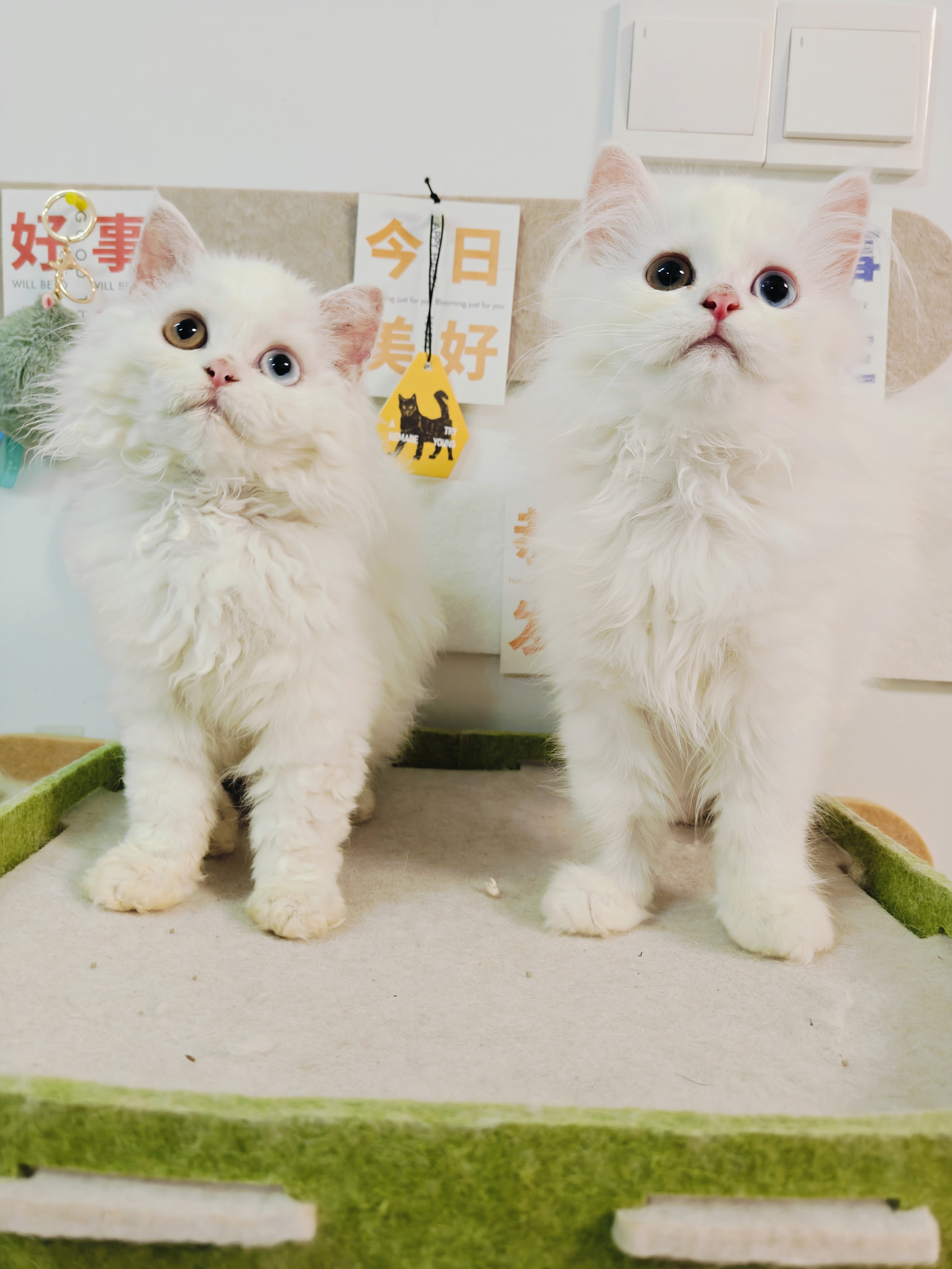家养的赛尔凯克卷毛猫直毛。卷毛都有，异瞳两只